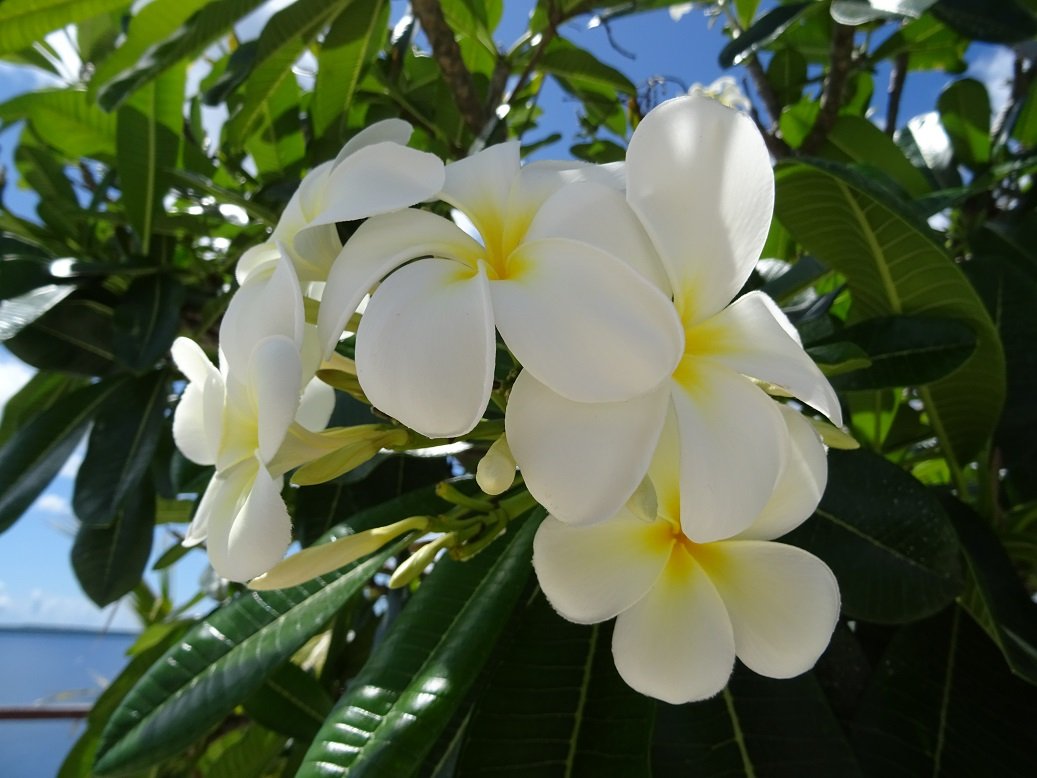 Photographie d'une fleur exotique
